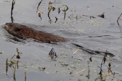 Ondatra zibethicus zibethicus
