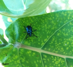 Platycorynus peregrinus