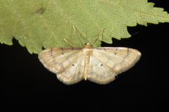 Idaea politaria