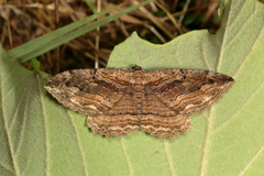 Philereme transversata