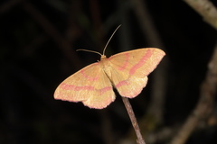 Rhodostrophia calabra