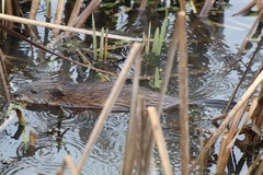 Ondatra zibethicus zibethicus