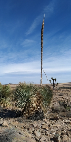 Dasylirion parryanum