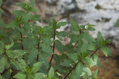 Epilobium cylindricum