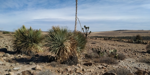 Dasylirion parryanum
