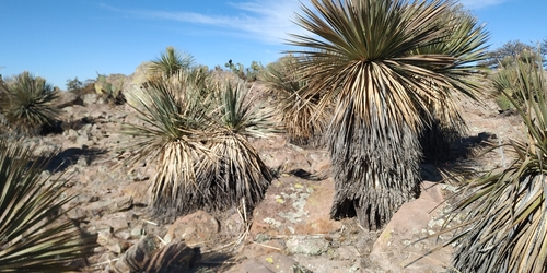 Dasylirion parryanum
