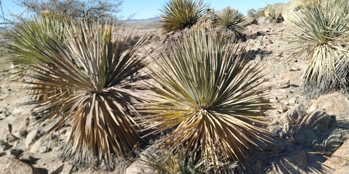 Dasylirion parryanum