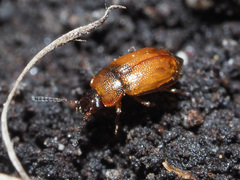 Anthobium atrocephalum