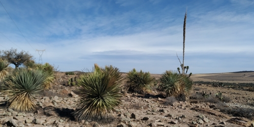 Dasylirion parryanum