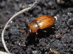 Anthobium atrocephalum