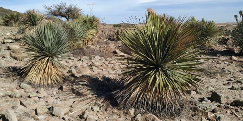 Dasylirion parryanum