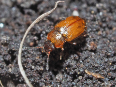 Anthobium atrocephalum
