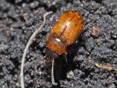 Anthobium atrocephalum