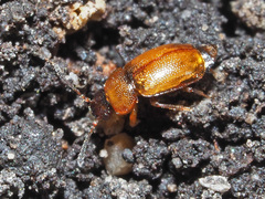 Anthobium atrocephalum