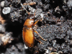 Anthobium atrocephalum