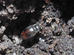 Anchicera