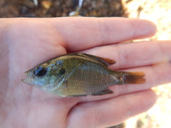 Lepomis miniatus