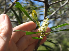 Acacia maidenii