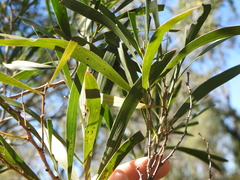Acacia maidenii
