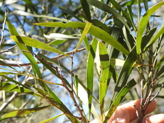 Acacia maidenii
