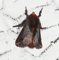 Doratifera stenora