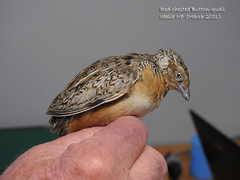 Turnix pyrrhothorax