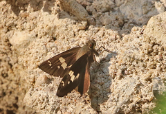 Pelopidas assamensis