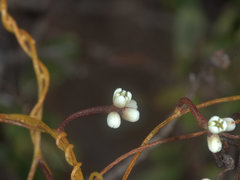 Cassytha glabella