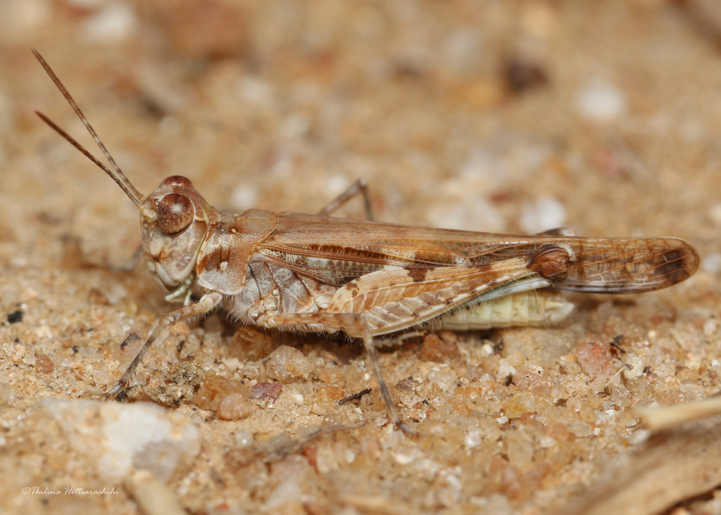 Acrotylus humbertianus