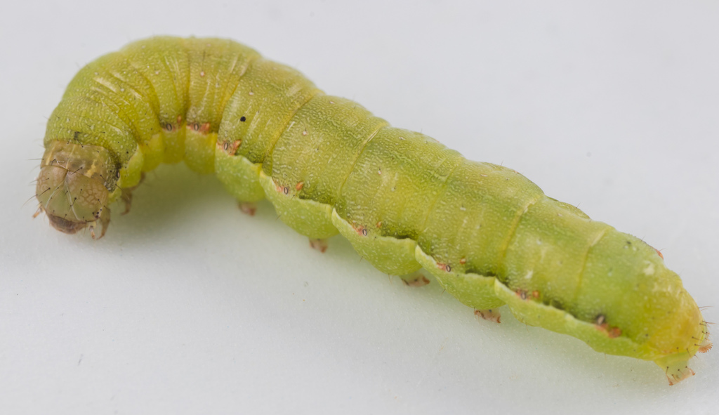 Small Mottled Willow