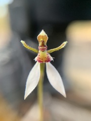Eriochilus collinus