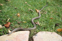 Nerodia sipedon insularum