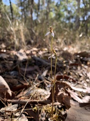 Eriochilus collinus