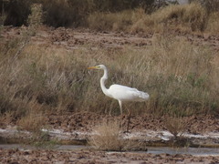 Ardea alba