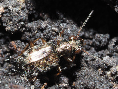 Asaphidion