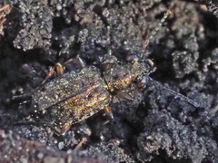 Asaphidion