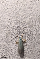 Polymorphanisus nigricornis