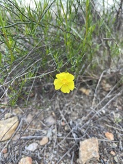 Crocanthemum aldersonii