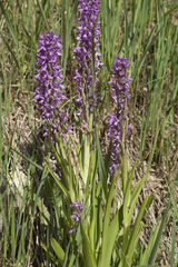 Dactylorhiza umbrosa