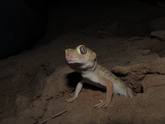 Teratoscincus bedriagai
