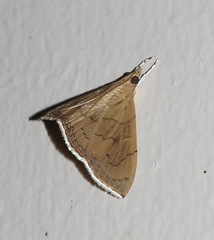Hyalobathra crenulata