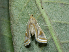 Eoophyla gibbosalis