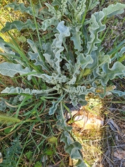 Verbascum undulatum