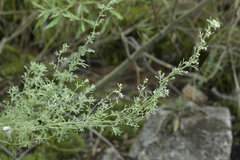 Artemisia persica