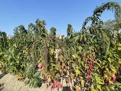 Chenopodium formosanum