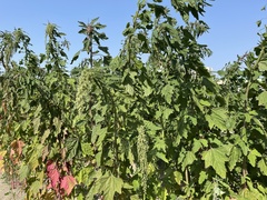 Chenopodium formosanum