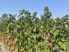 Chenopodium formosanum