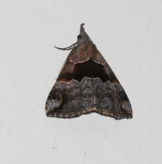 Hypena gonospilalis