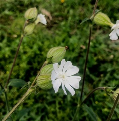 Silene latifolia