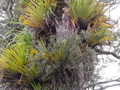 Gaultheria paniculata